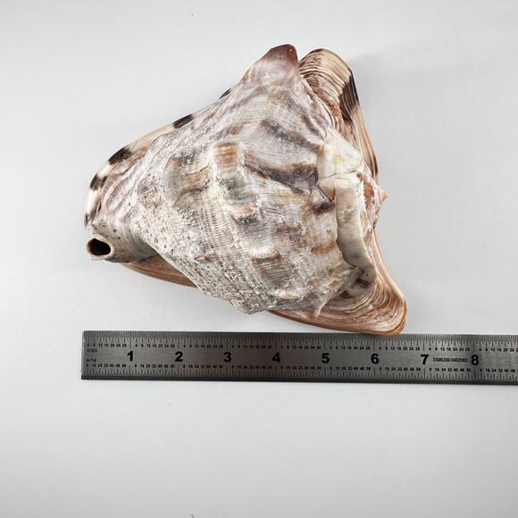 Vintage Striped Cassis Tuberosa - King Helmet Sea Snail Shell - Picture 7 of 10